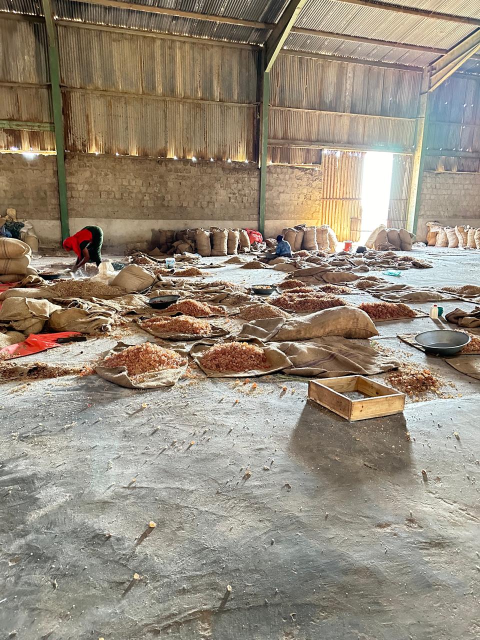 Raw gum arabic graded and prepared for inspection in our warehouse.