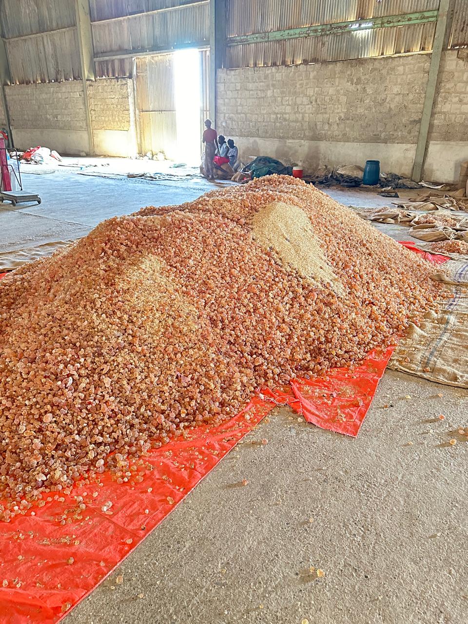 Raw gum arabic lots staged for quality control in our warehouse.