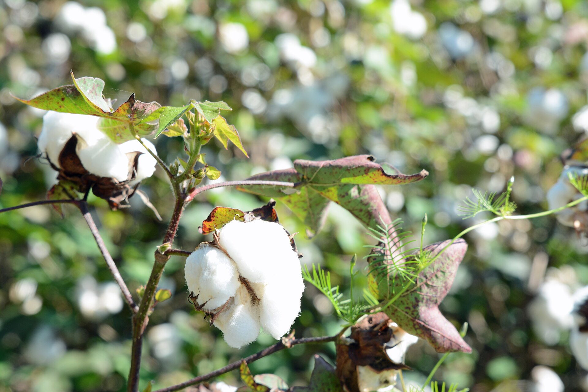 Cotton