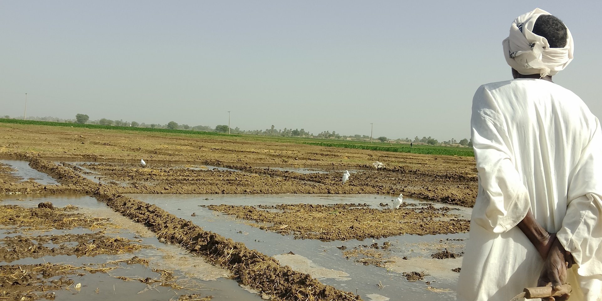 Sudanese farmer in white jalabiya surveying irrigated fields near Dongola